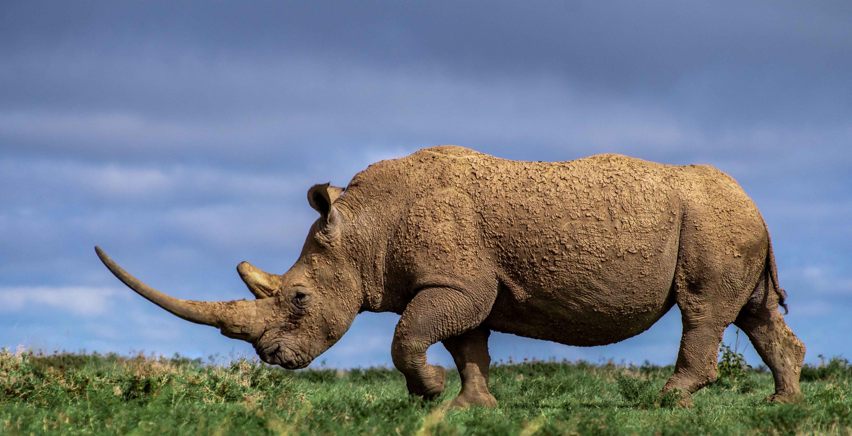 small five safaris pictures