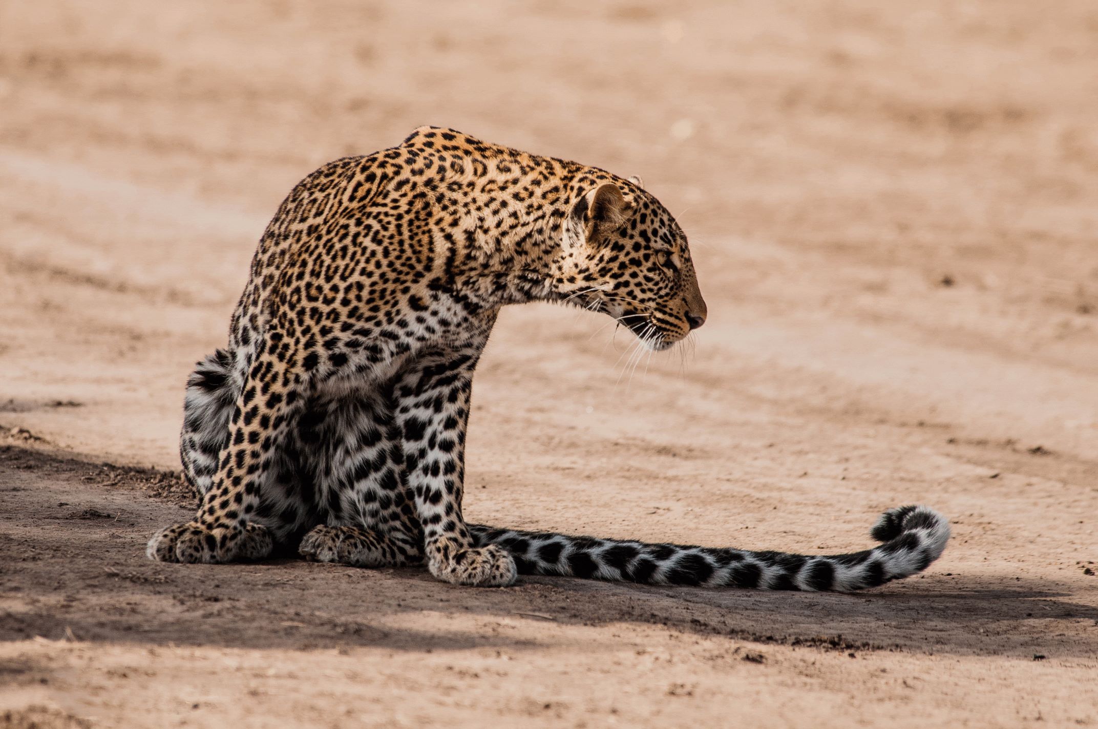 small five safaris pictures