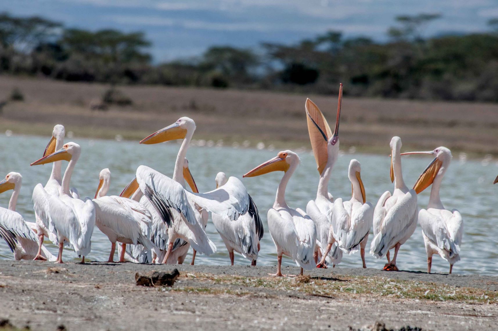Animals migrating along River Mara