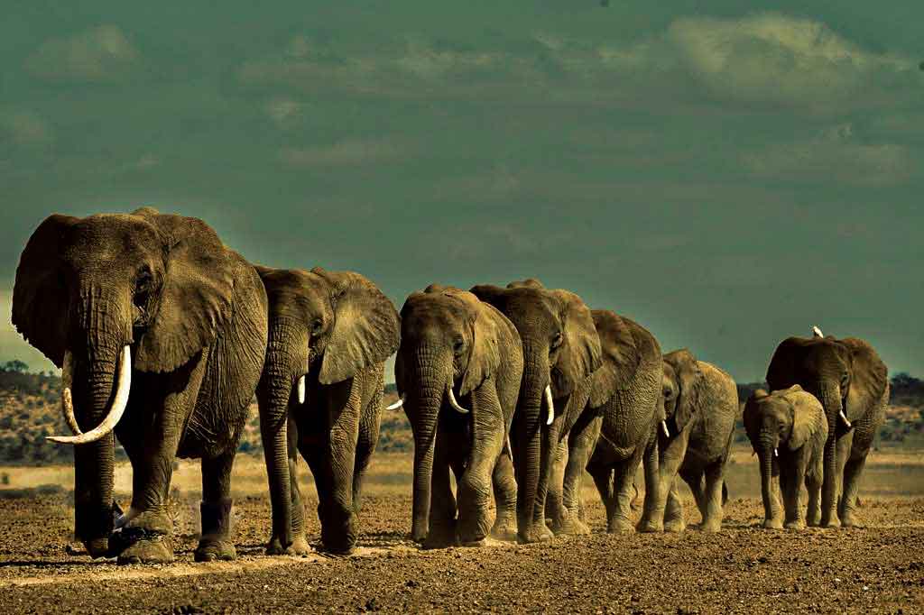 Animals migrating along River Mara