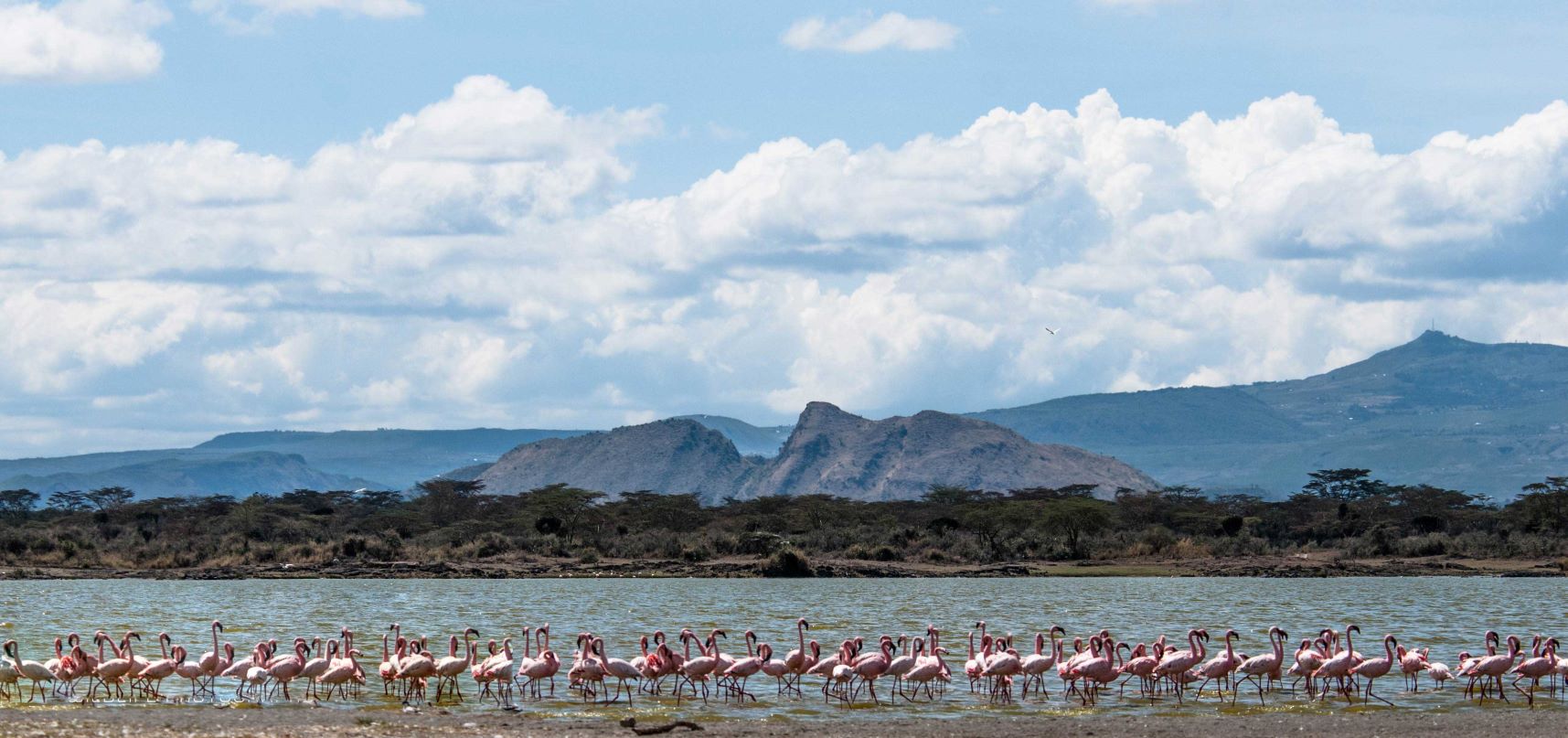 Birds on Lake Nakuru