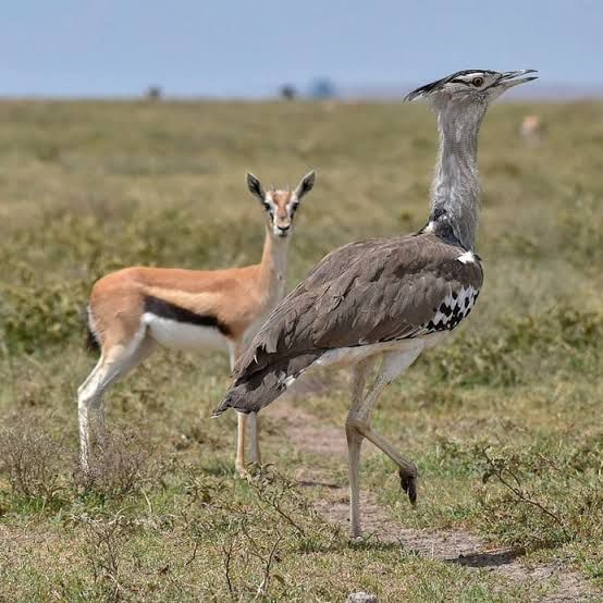 small five safaris pictures